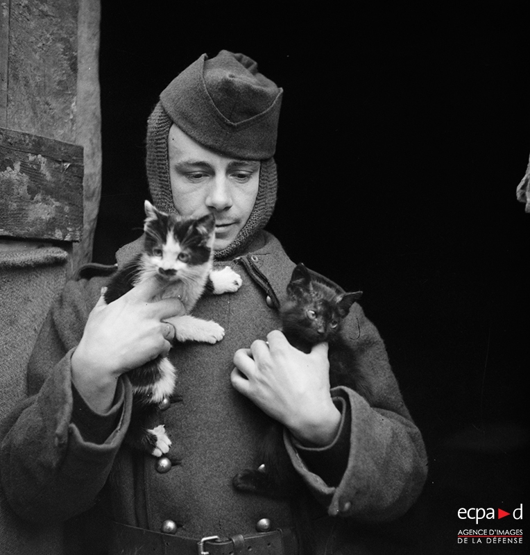 Les Chats Et Les Chiens Dans Les Fonds De L Ecpad Site Ecpad Les Chats Et Les Chiens Dans Les Fonds De L Ecpad Site Ecpad