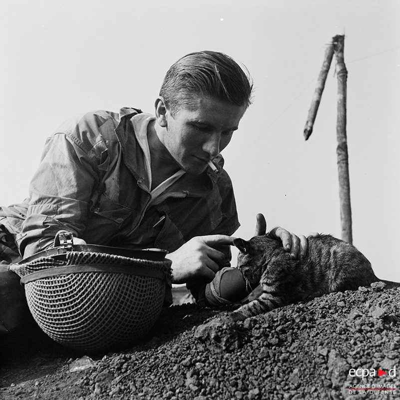 Les Chats Et Les Chiens Dans Les Fonds De L Ecpad Site Ecpad Les Chats Et Les Chiens Dans Les Fonds De L Ecpad Site Ecpad