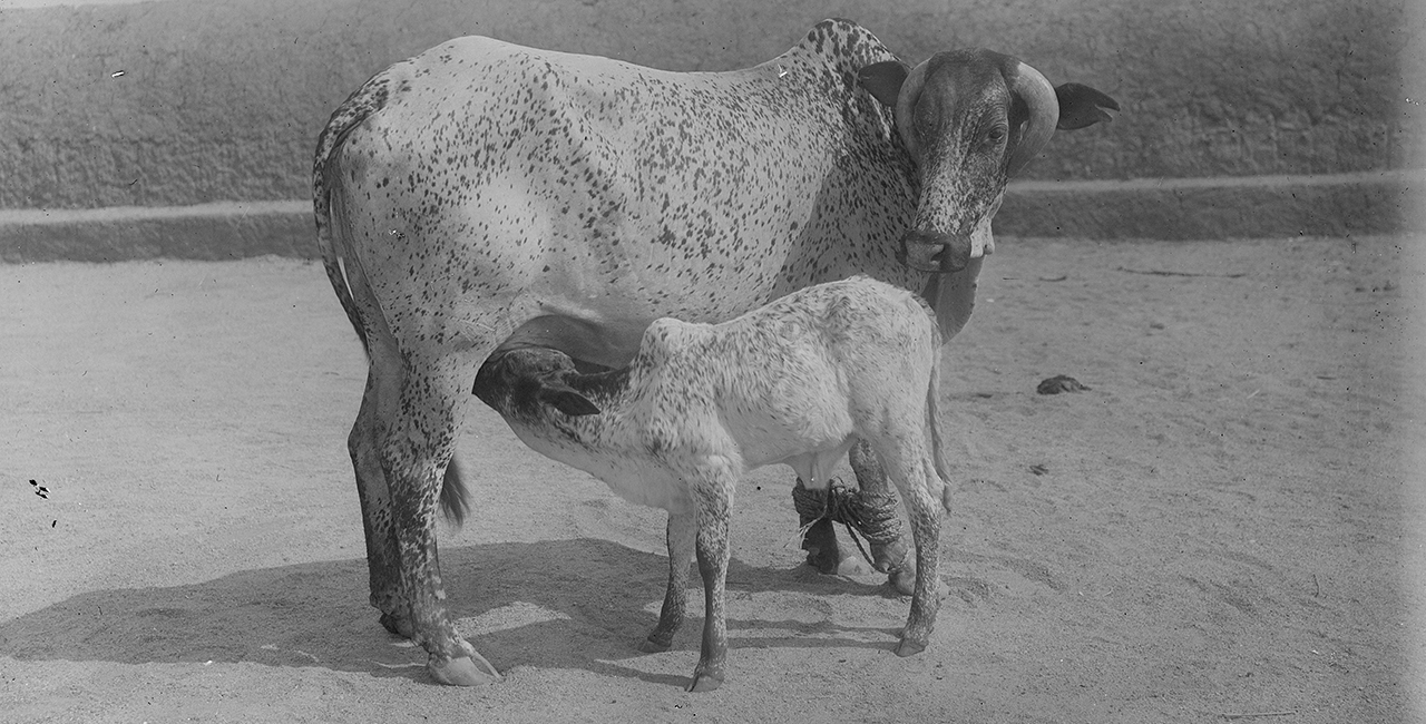 Bannière Les animaux dans les fonds de l’ECPAD