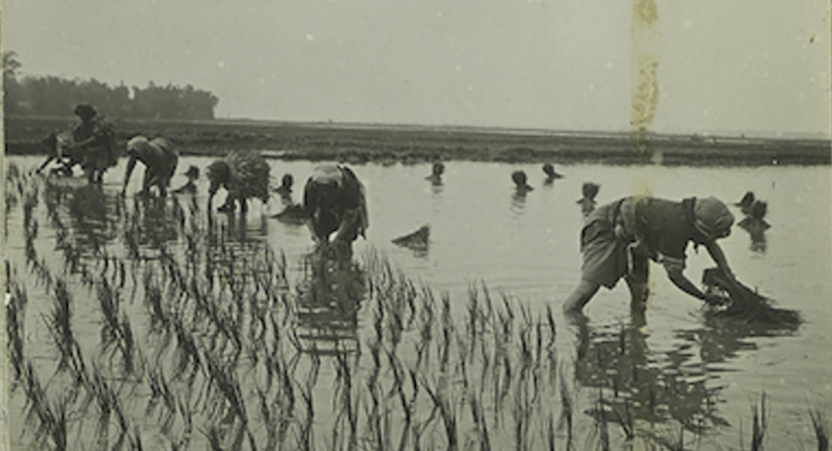 Bannière Des photographies du fonds Imbert exposées à Pierrevert