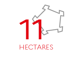 11 hectares